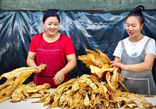 云谷策略 毕节织金：烟叶飘香季，“她”力助增收